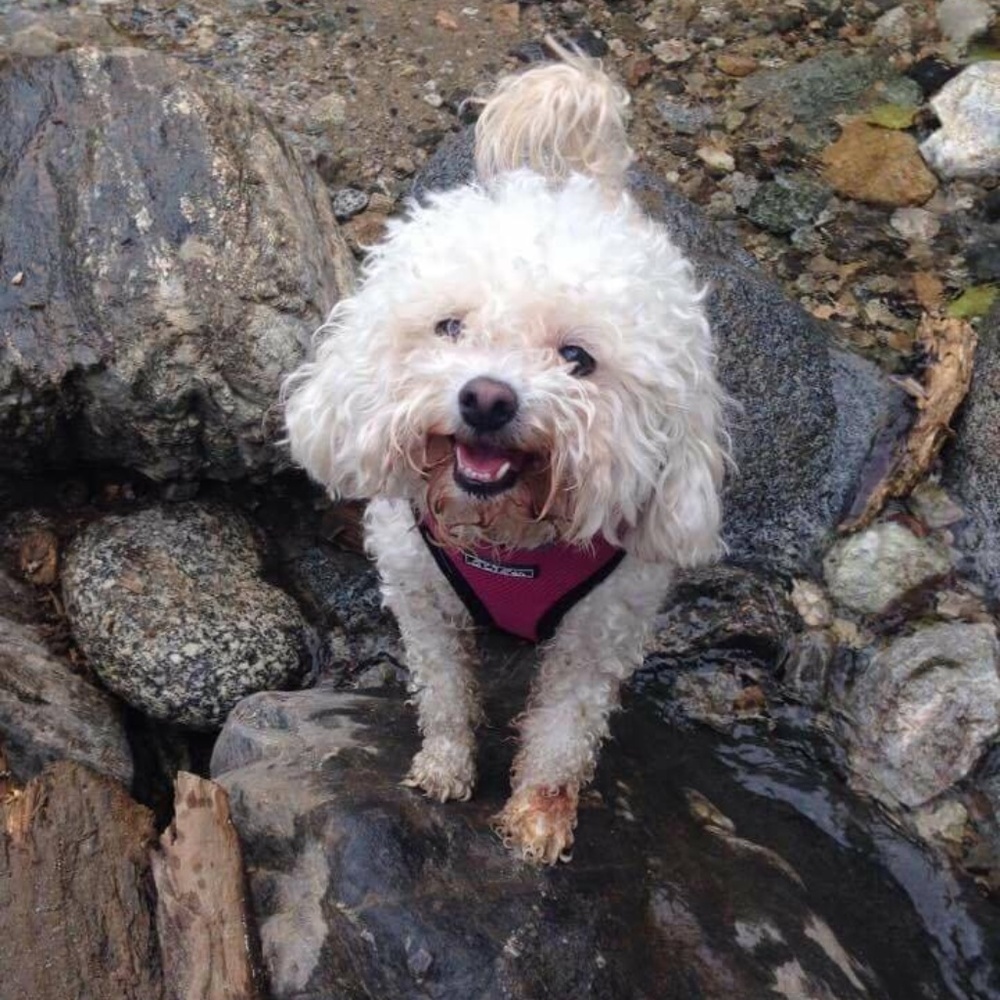 Meet your Posher, Allie